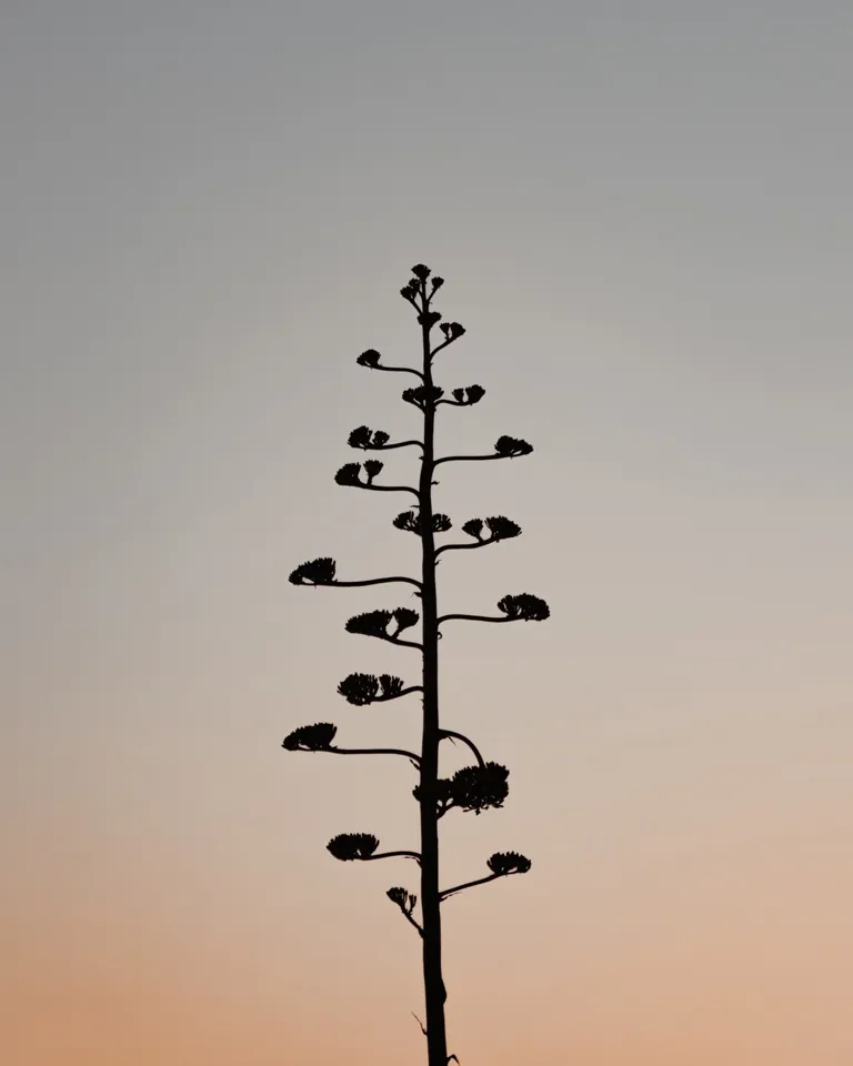 03 Destination Portugal Plant