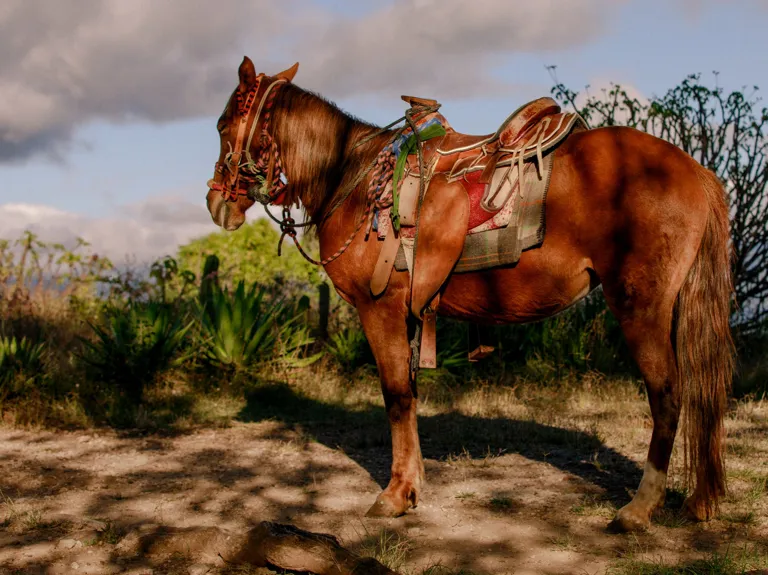 Destination Mexico Horse