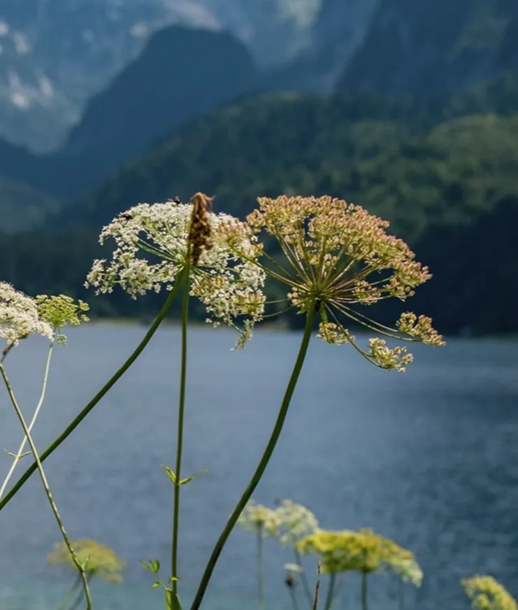 08 Destination South Tyrol Merano Alpine Flowers